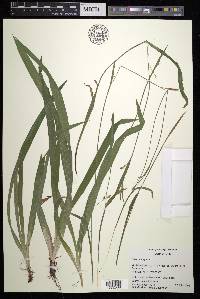 Carex careyana image