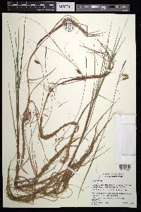 Carex limosa image