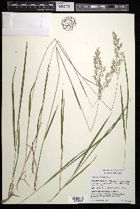 Calamagrostis pickeringii image