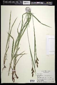Carex shortiana image