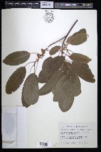 Sideroxylon foetidissimum image