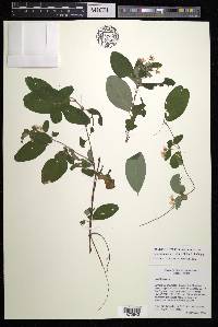Gaudichaudia albida image