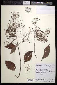 Banisteriopsis muricata image