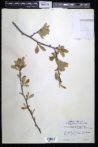 Sideroxylon lanuginosum subsp. oblongifolium image