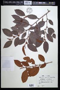 Chrysophyllum oliviforme image