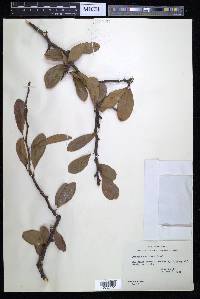 Sideroxylon lanuginosum image