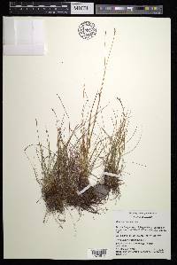 Carex myosuroides image