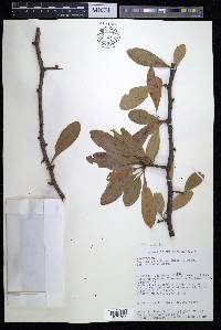 Sideroxylon lanuginosum image