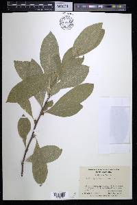 Sideroxylon lycioides image