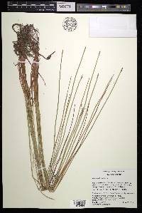 Eleocharis robbinsii image