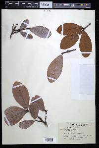 Chrysophyllum beardii image