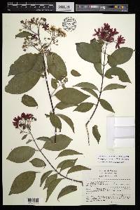 Tetrapterys rzedowskii image