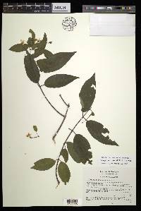 Tetrapterys rzedowskii image