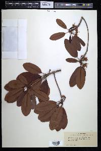 Mimusops emarginata image