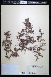 Sideroxylon reclinatum image