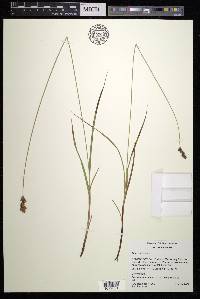 Carex oronensis image