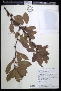 Sideroxylon lanuginosum image