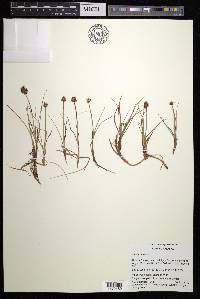 Carex maritima image
