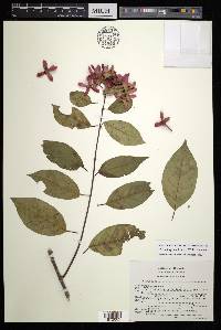Tetrapterys rzedowskii image