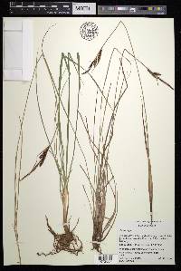 Carex nigra image