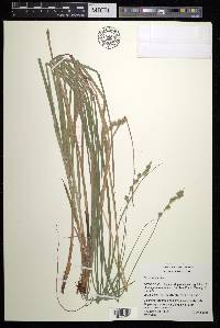 Carex argyrantha image