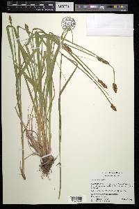 Carex alopecoidea image
