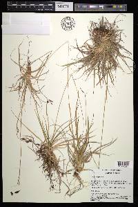 Carex fuliginosa image