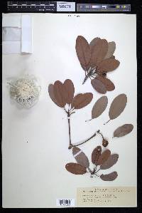 Mimusops emarginata image