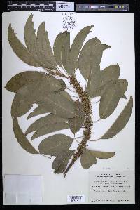 Sideroxylon foetidissimum image