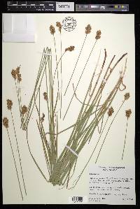 Carex tincta image