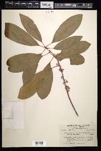 Sideroxylon foetidissimum image