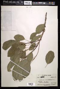 Sideroxylon foetidissimum image