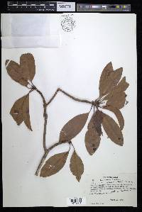 Manilkara zapota image