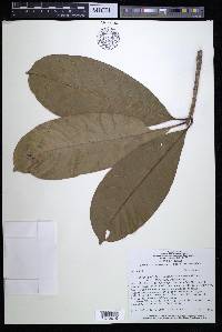 Chrysophyllum venezuelanense image