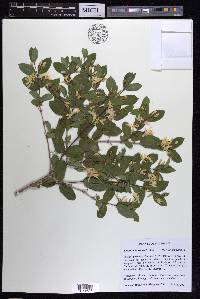 Lonicera morrowii image