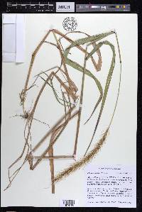 Elymus riparius image