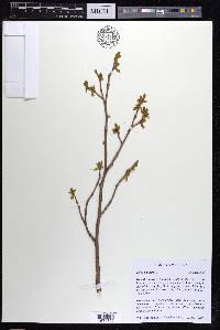 Dirca palustris image