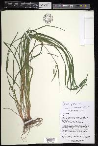Carex prasina image