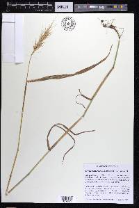 Elymus macgregorii image