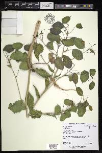 Lunaria annua image