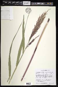 Phragmites australis image