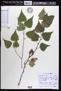 Betula populifolia image