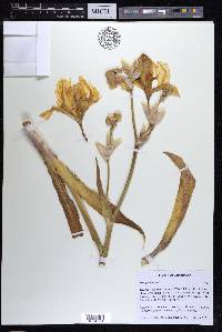 Iris germanica image