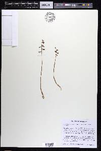 Corallorhiza odontorhiza image