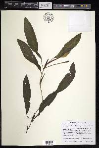 Potamogeton illinoensis image