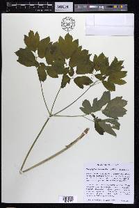 Caulophyllum thalictroides image