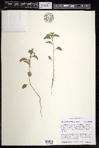 Amaranthus powellii image