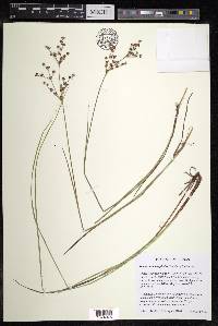 Juncus brachycephalus image