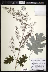 Macleaya cordata image