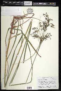 Scirpus atrocinctus image